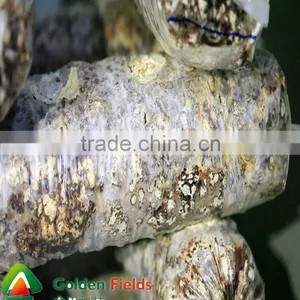 Bulk Supply Market Price for Edible Lentinus Edodes Wholesale thumbnail-1