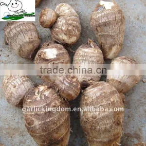 Taro for Middle East Market thumbnail-1