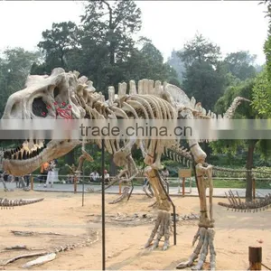 Indoor Equipment Museum Exhibition Life-Size Artificial Dinosaur Skeleton Fossils thumbnail-1