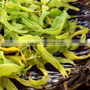 Ylang-Ylang Essential Oil On Best Price From Borg Export India 100% Natural thumbnail-2