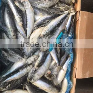 Whole Round of High Quality Sardinops Melanostictus in 2016 thumbnail-3