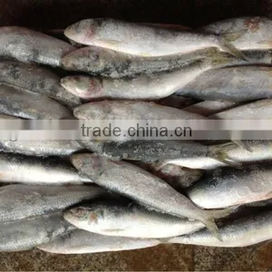 New Caught Whole Round Frozen Sardine 8-10pcs/kg for Market thumbnail-1