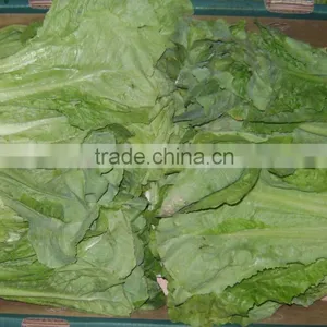 Lettuce thumbnail-2
