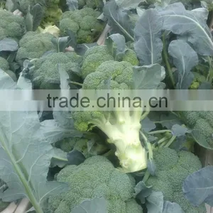 Fresh Broccoli thumbnail-1