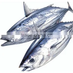 Skipjack Tuna thumbnail-1