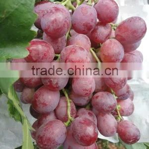 Fresh Seeded Grapes thumbnail-1