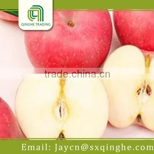 Fresh Fuji Apple Fruit Specification thumbnail-4