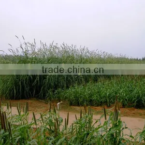 Tender Leaves Breeding Livestocks Hybrid Pennisetum Grass thumbnail-1