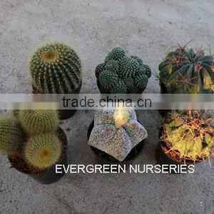 Cactus thumbnail-1