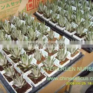 Haworthis Fasciata thumbnail-1