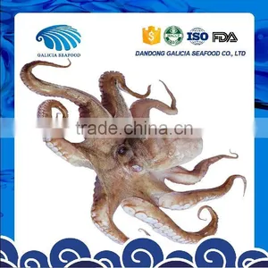 Octopus thumbnail-1