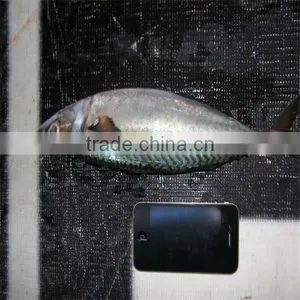 Buy Good Sea Food thumbnail-1