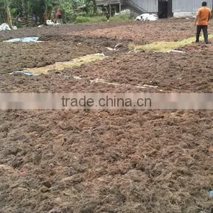 Sell Gracilaria, Eucheuma Spinosum And Eucheuma Cottoni Seaweeds thumbnail-5