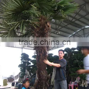 Trachycarpus Fortunei 3m thumbnail-1