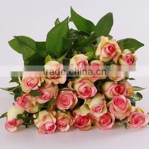 Cheap Wholesale Natural Fresh Cut Rose Flower Sweet Pink 20Stems/Bundle Export Flower Wholesale From China thumbnail-4
