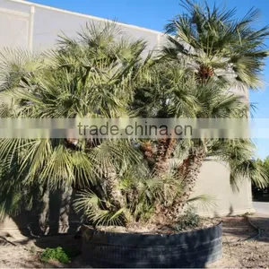 Chamaerops Humilis thumbnail-4