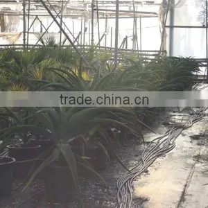 Aloe Africana "African Aloe" in 8 Liters Pot thumbnail-1