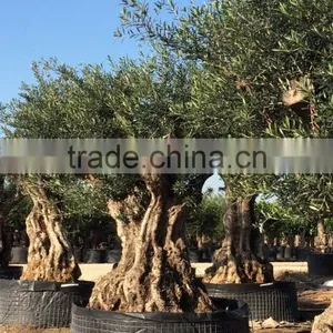 Ancient Olive Tree - Olea Europaea thumbnail-5