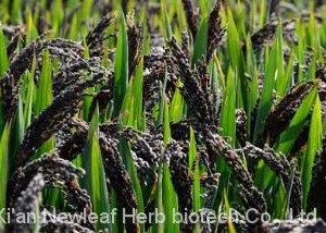 Black Rice Extract thumbnail-2