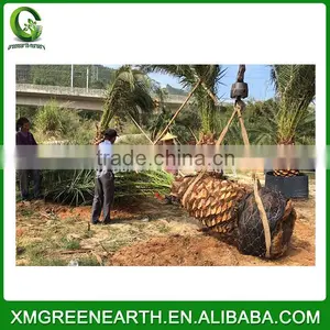 Phoenix Canariensis Palms Trunk 1m (1) thumbnail-3