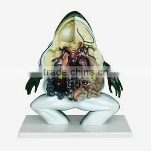 Frog Dessected Model thumbnail-1