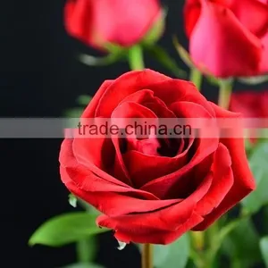 Best Quality Carola Cool Beauty Rose for Weddings thumbnail-1