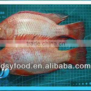 Frozen Fresh Red Tilapia Fish WR thumbnail-1