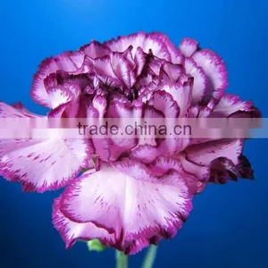 2016 Promotional Fresh Flowers Carnation Purple Carnations thumbnail-1