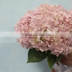 Fresh Hotsell Hydrangeas Flower Arrangements thumbnail-1