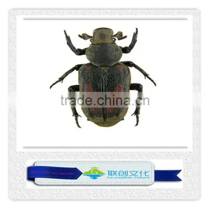 Theme Park Giant Ant Insect Models thumbnail-2