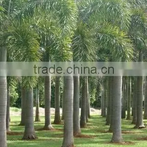 Wodyetia Bifurcata, Foxtail Palm thumbnail-1