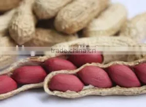 Chinese Peanut Kernels in Shell With High Quality for Sale thumbnail-1