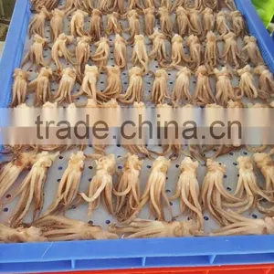Squid Tentacle (Todarodes Pacific Squid) thumbnail-3