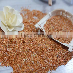 Red Millet in Husk 2016 Crop High Quality thumbnail-2