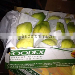 GOOG QUALITY FRESH GUAVA thumbnail-2
