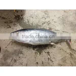 Bonito China Frozen Fish for Export thumbnail-1