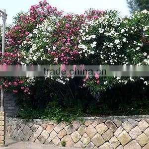 Blooming Nerium Indicum Milli of Outdoor Landscaping Foliage Decorative Ornamental Plants thumbnail-6