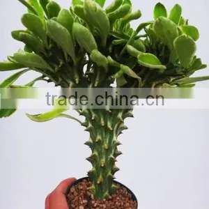 Euphorbia Neriifolia L. Var. Cristata Bonsai, Pot Plant, Succulent Plant thumbnail-1