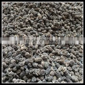 Price of Black Morel Mushroom, Dry Cultivating Morel Mushrooms From Morel Mushroom Farm thumbnail-2