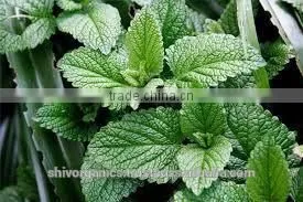 Mint Oil thumbnail-2