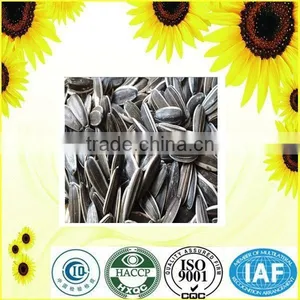 Export Big Size Chinese Sunflower Seeds thumbnail-3