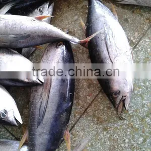 YELLOWFIN TUNA FEOZEN SEA FISH thumbnail-2