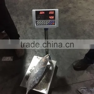 Best Quality Reasonable Price Frozen Bonito Sarda Sarda thumbnail-4