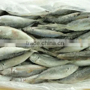 Sardine Fish thumbnail-1