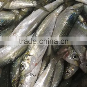 2016 On Sale Best Price Frozen Sardines thumbnail-1