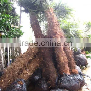 Trachycarpus Fortunei Europe Palm thumbnail-1