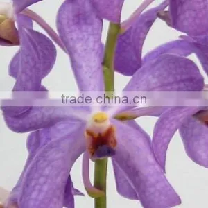 Fresh Cut Orchids, Mokara Orchids, Fresh Cut Stem thumbnail-1