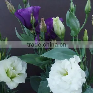 Professional High Quality Fresh Cut Flowers Multicolor Eustoma Flower Bulk Sale From Yunnan,China thumbnail-5