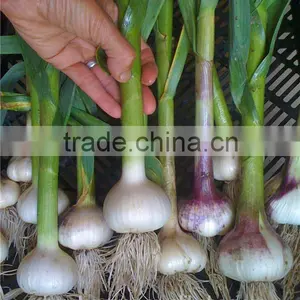 Wholesale Fresh Garlic China Garlic Price thumbnail-3