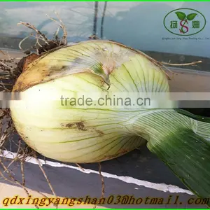 Fresh Garlic Sprout 2015/Garlic Moss thumbnail-5
